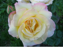 ���� ������ ���