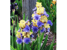 ���� ���������� ���� �������