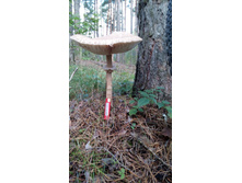 IMG 20170910 100838.jpg