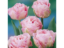 ������� �������� ���. ����.jpg