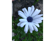 ����������� ���� � ̣�.