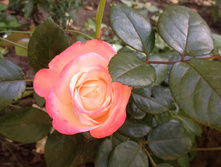 ���� "���������"