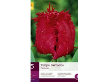 313.200, Tulipa Barbados, 5 �� � ��������, 298���+18%, 1��.jpg