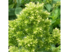 �������  ������ *