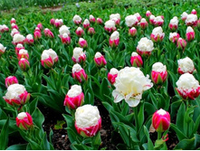 ������� ��� ���� ���. ����.jpg