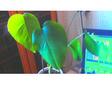 ����������� ��������