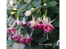 ������ Kit Oxtoby