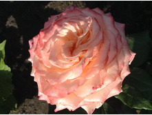 ������� �������������� ���� ����!