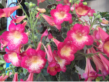DSCF2116.JPG