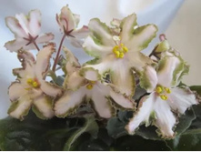 ��-����� ���������(���� ����).jpg