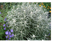 �������� ���������.jpg