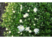 ���������� ����������� �������