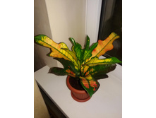 ������ (�������) �����- 300 ���.