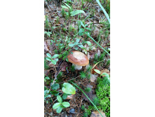 IMG 20170909 120312.jpg