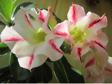 ������� 005.jpg