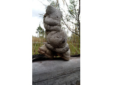 IMG 20170916 122502.jpg