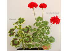 ����������� 3.jpg