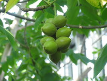 ������������ ����, �����