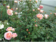 ������� �����