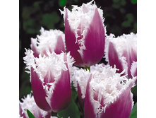 ������� �������� 5 ��. ��. - 187 ���. ��. ���������. ������� 18 ��..jpg