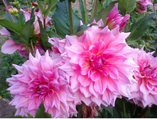 ���� �����