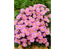 ����� ������������� ���������� ��� ��������� .120�.jpeg