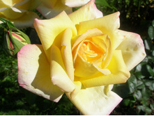 ���� ������ ���