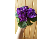 ����� �������