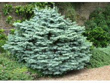 ����� concolor Compacta -19,96 ���� �������� 1��.jpg