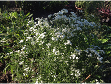 ����������.