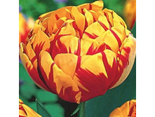 ������� ������ ����� ���. ����.jpg