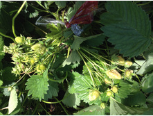 �������� ��������.