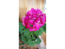 ��� �����