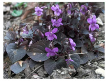 ������ ������������ .70�.jpeg