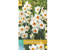 306.560, ������� (Narcissus) Geranium, 5 �� � ��������, 173���+18%, � ������� 2 ��