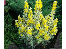 ��������� �������� alexander .90�.jpeg