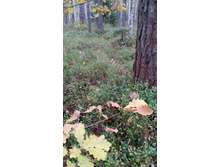 IMG 20170930 130348.jpg