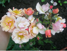 ���� ����