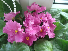 ������ �������� ���