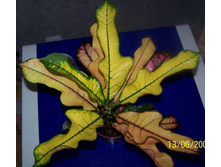 ������ (�������) �����