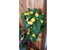 ������ �����