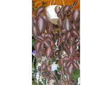 ������� Northern Light (�������� ������)