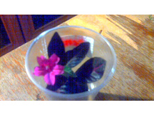 ������ Portellae