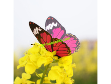 .���. ���� ������������.jpg