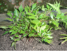 �������� ��������