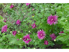 ��������� ���������� "���� ��������� "