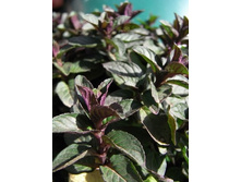 500x500.���� �������.jpg