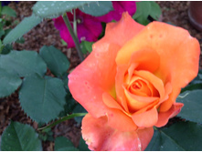 ���� �������.