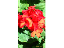 ���������� ������� 50 ������