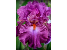 ���� ���������� ���� �����